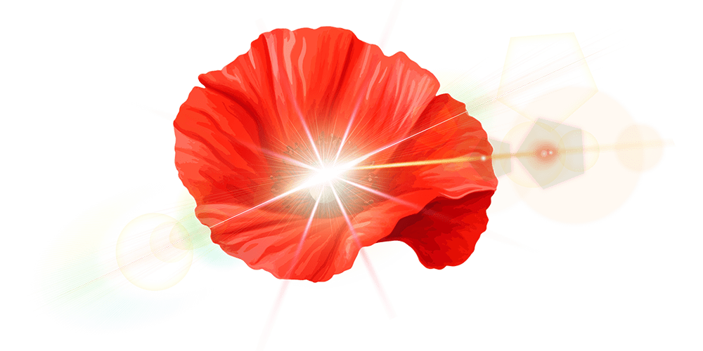 marlyse-durand-section-banniere-en-tete-fond-coquelicot Marlyse Durand - Photo Coquelicot - Fond section